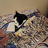Clara is registered to the contest to win money with this photo: cat, black_and_white, tuxedo_cat, pet, animal, feline, indoors, bed, bedspread, blanket, tassels, textile, patterned, colorful, resting, lying_down, portrait, whiskers, ears, home