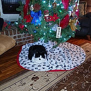 Clara is registered to the contest to win money with this photo: cat, black_and_white_cat, sleeping, christmas_tree, christmas_decorations, ornaments, string_lights, red_ribbon, gift_bow, nutcracker, festive, living_room, fireplace, blanket, paw_prints, rug, hardwood_floor, cozy, indoor, holiday