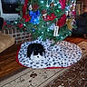 cat, black_and_white_cat, sleeping, christmas_tree, christmas_decorations, ornaments, string_lights, red_ribbon, gift_bow, nutcracker, festive, living_room, fireplace, blanket, paw_prints, rug, hardwood_floor, cozy, indoor, holiday