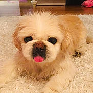 Cohiba is registered to the contest to win money with this photo: canidae, carnivore, chinese_imperial_dog, companion_dog, dog, dog_breed, eye, lhasa_apso, maltepoo, mammal, nose, pekapoo, pekingese, poodle_crossbreed, puppy, puppy_love, shih_tzu, skin, snout, vertebrate