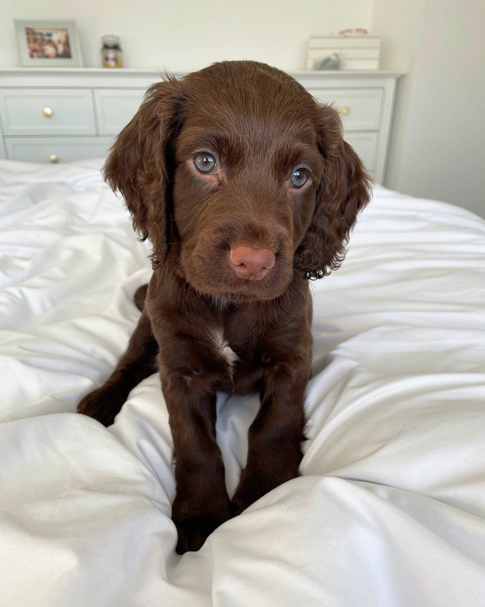 Kenny joined the competition — help win amazing prizes! borador, cabinetry, canidae, carnivore, chest, chest_of_drawers, companion_dog, cupboard, dog, dog_breed, drawer, fur, gun_dog, liver, retriever, snout, sporting_group, wall_plate, whiskers, working_animal