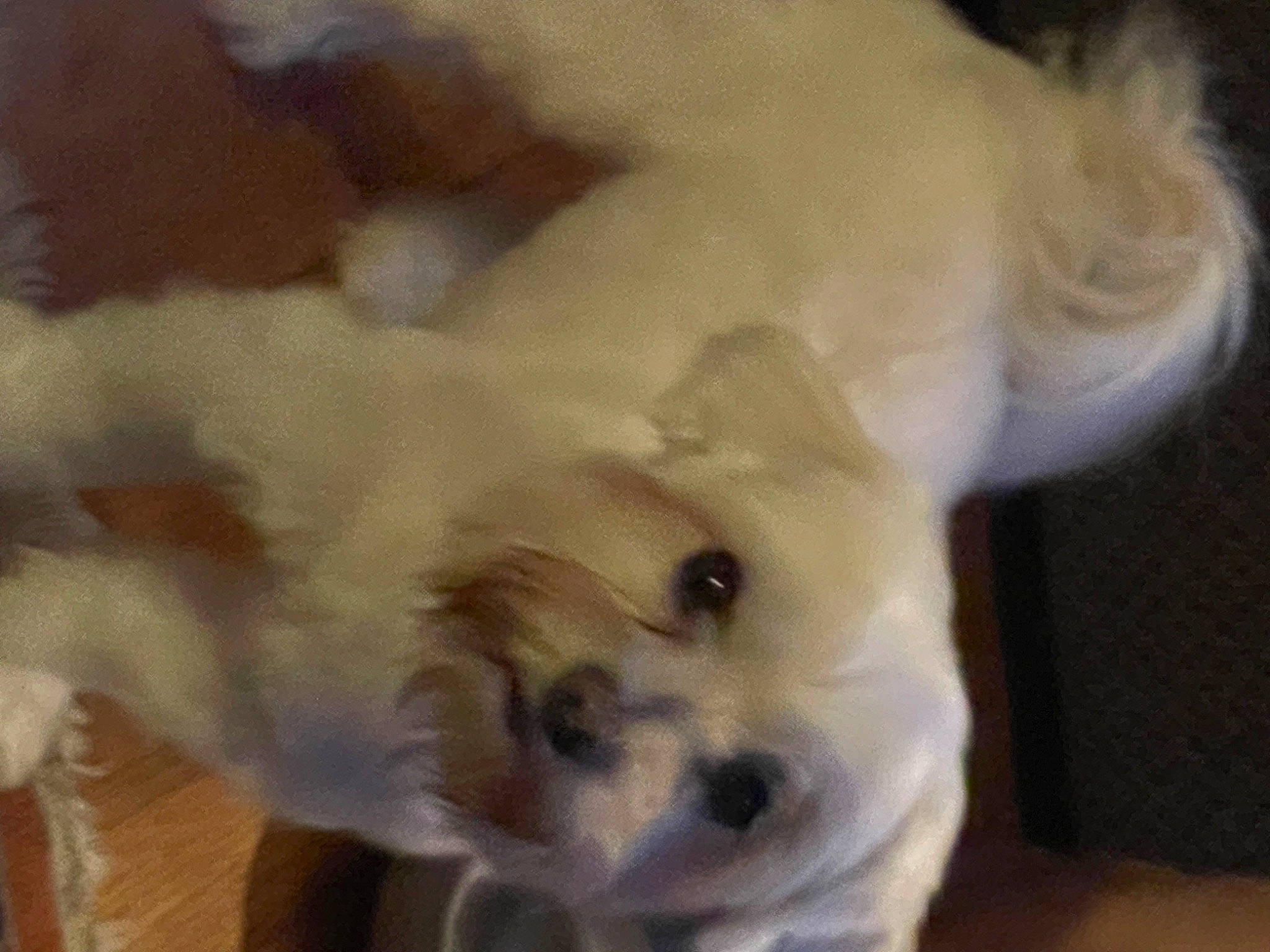 Ozzy is registered to the contest to win money with this photo: ancient_dog_breeds, canidae, carnivore, companion_dog, dog, dog_breed, dog_supply, fawn, fur, german_spitz, maltepoo, non_sporting_group, puppy, small_terrier, snout, sporting_group, tail, toy_dog, whiskers, working_animal