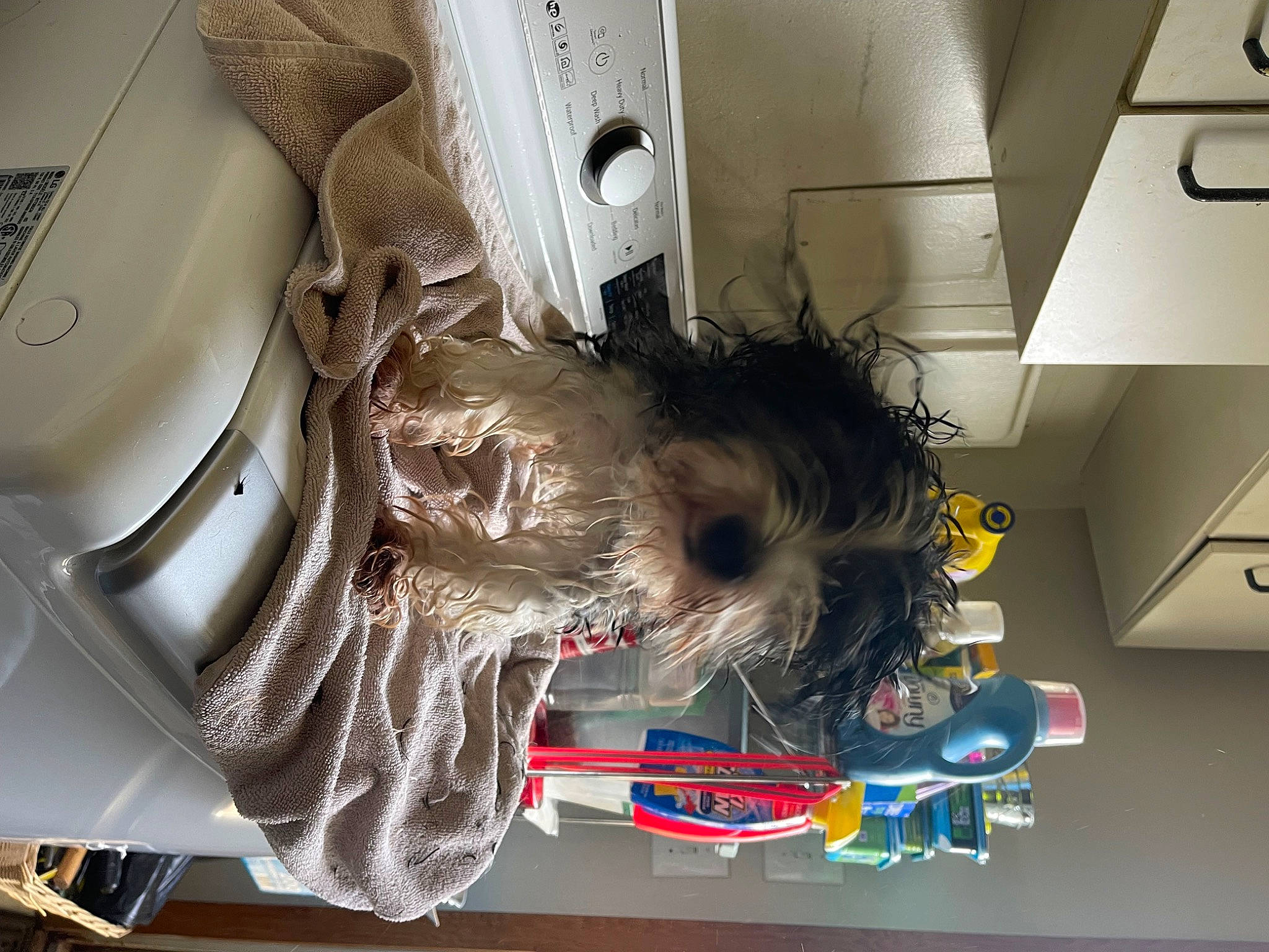 Sammy joined the competition — help win amazing prizes! auto_part, automotive_design, carnivore, companion_dog, dog, dog_breed, eyewear, felidae, flooring, fur, helmet, machine, personal_protective_equipment, room, small_terrier, space, sporting_group, toy, toy_dog, trunk