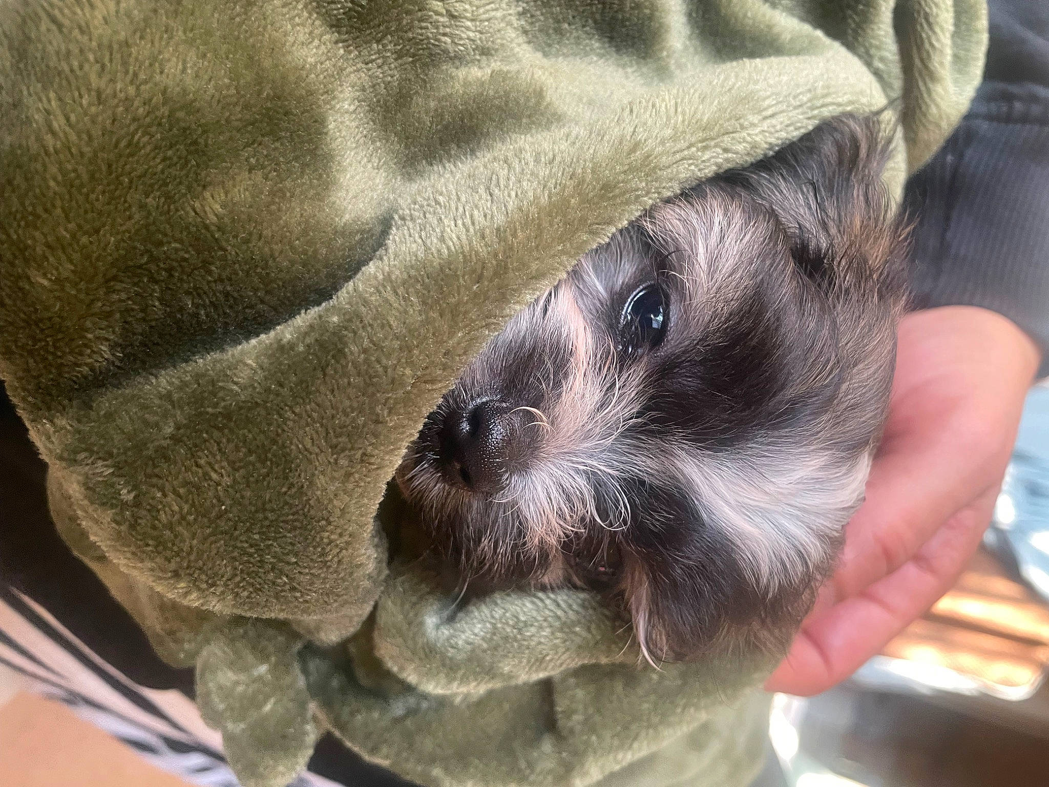 Matilda joined the competition — help win amazing prizes! canidae, carnivore, comfort, companion_dog, dog_breed, domestic_short_haired_cat, fawn, felidae, fur, puppy, sleeve, small_to_medium_sized_cats, snout, sporting_group, terrestrial_animal, toy_dog, whiskers, wool, working_animal