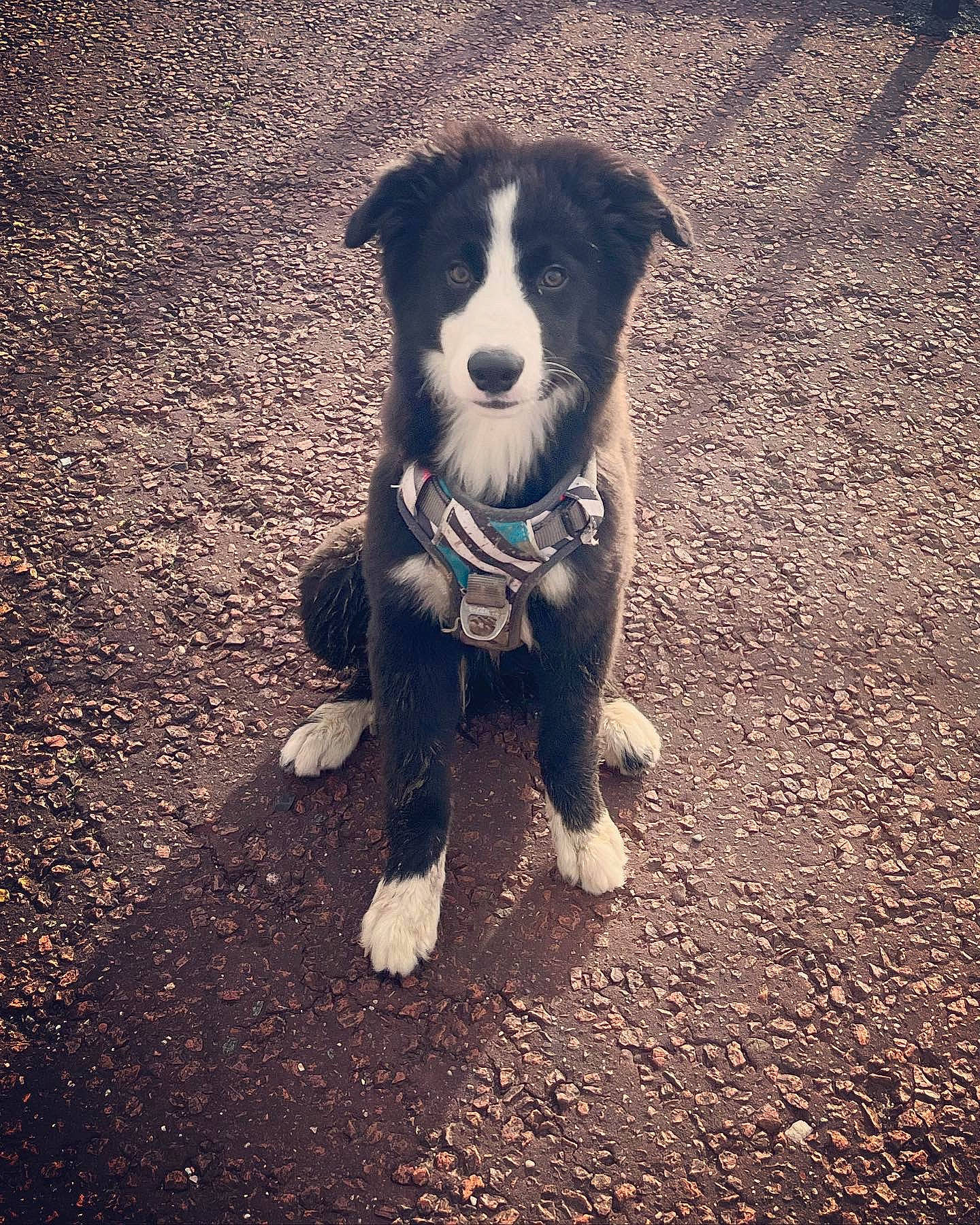 Asher is registered to the contest to win money with this photo: asphalt, carnivore, cloud, companion_dog, dog, dog_breed, grass, meteorological_phenomenon, paw, road, road_surface, shadow, sky, snout, soil, sporting_group, tail, tints_and_shades, walking, whiskers