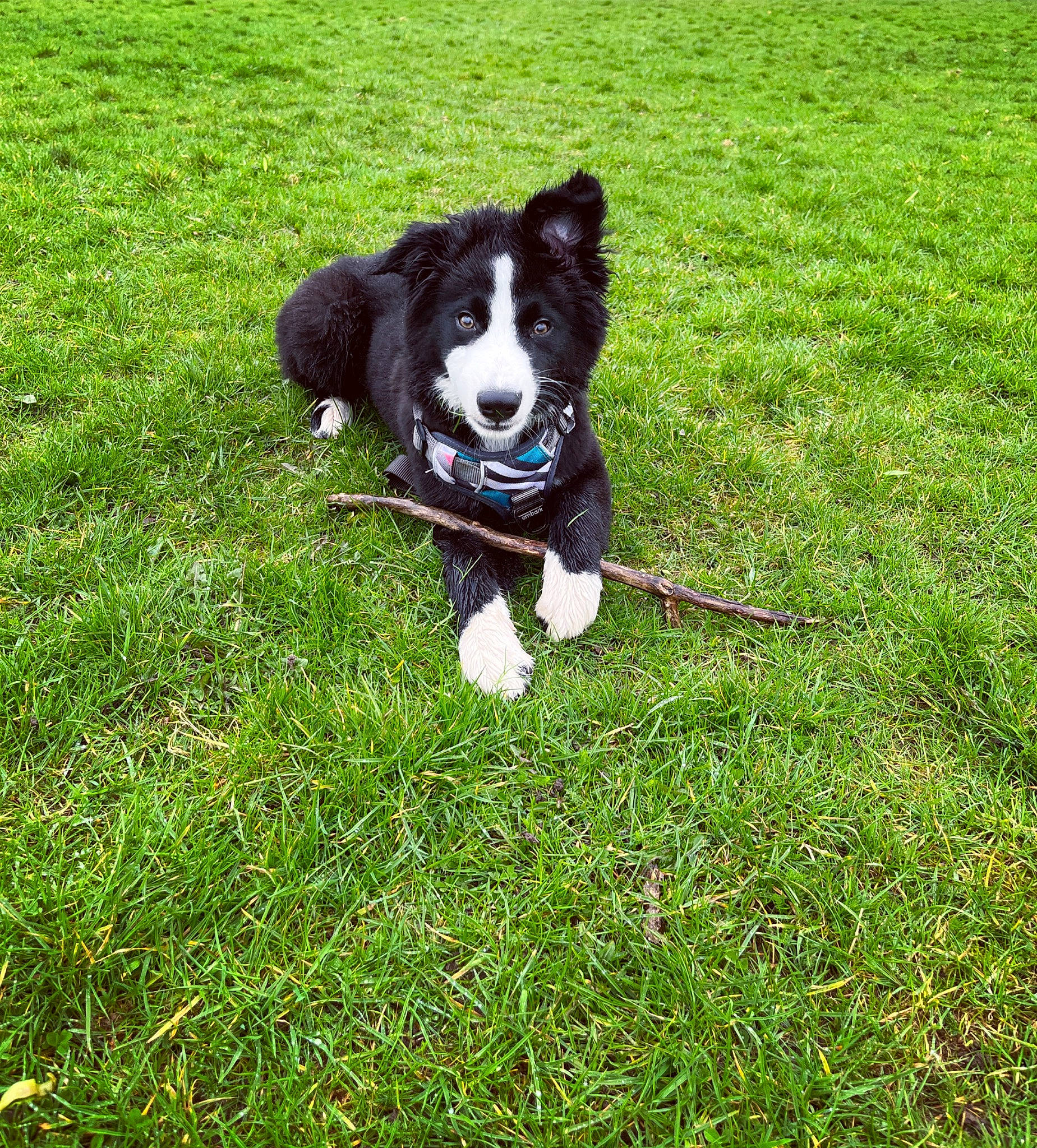 Asher joined the competition — help win amazing prizes! border_collie, canidae, carnivore, companion_dog, dog, dog_breed, dog_sports, electric_blue, fur, grass, grassland, groundcover, herding_dog, plant, recreation, sporting_group, tail, working_animal, working_dog