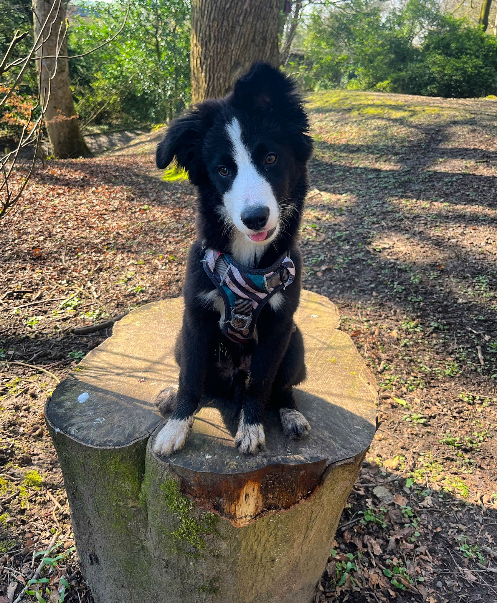 Asher is registered to the contest to win money with this photo: border_collie, canidae, carnivore, companion_dog, dog, dog_breed, grass, herding_dog, hunting_dog, mcnab, plant, recreation, shade, snout, soil, sporting_group, tail, tree, working_animal, working_dog