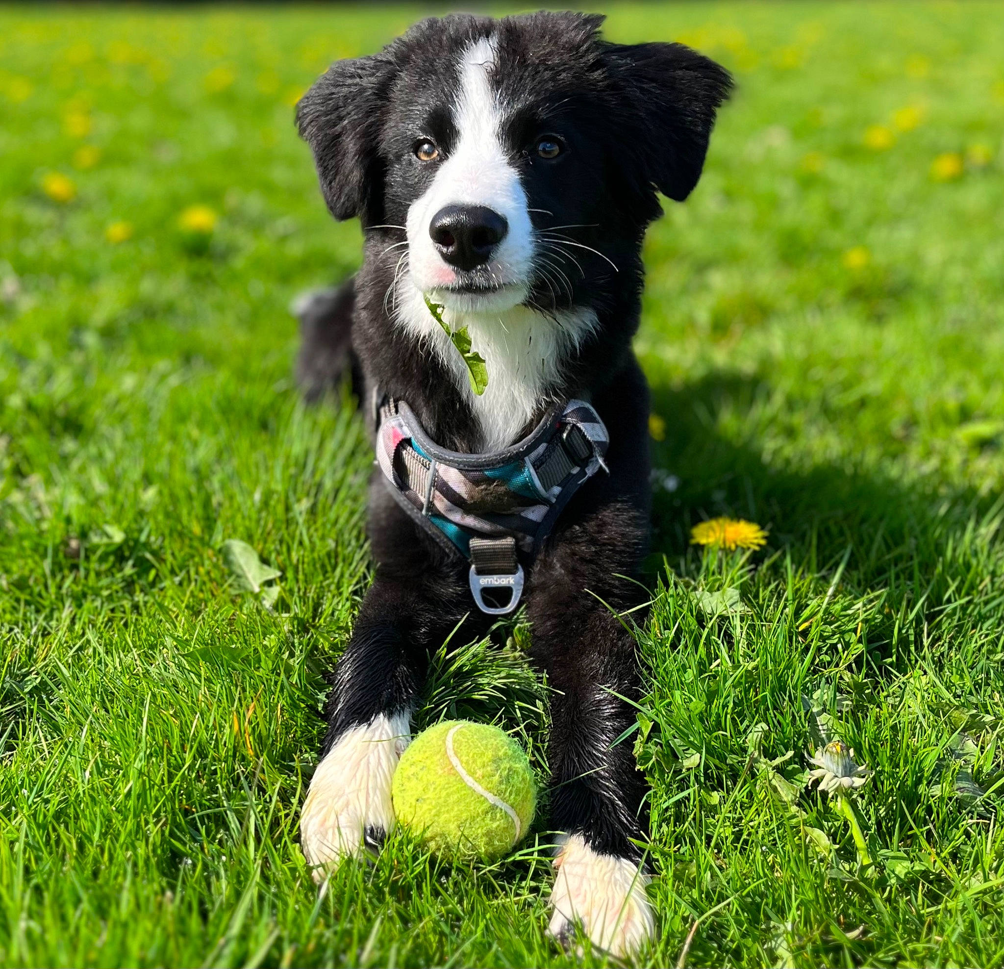 Asher joined the competition — help win amazing prizes! ball, carnivore, companion_dog, dog, dog_breed, dog_collar, dog_supply, grass, grass_family, grassland, groundcover, herding_dog, lawn, meadow, people_in_nature, plant, sporting_group, sports_equipment, tail, working_animal