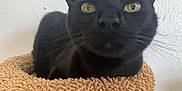 Fia is registered to the contest to win money with this photo: black_cat, cat, pet, animal, close_up, bed, feline, yellow_eyes, indoor, texture, whiskers, curious, snug, soft, cozy, fur, portrait, looking, resting, domestic_cat