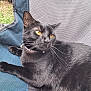 Fia is registered to the contest to win money with this photo: black_cat, cat, pet, feline, yellow_eyes, collar, bell, resting, chair, fabric, texture, outdoor, relaxed, whiskers, closeup, animal, domestic_cat, cute, portrait, side_view