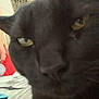 Fia joined the competition — help win amazing prizes! black_cat, cat, close_up, indoor, pet, yellow_eyes, feline, face, animal, blurred, portrait, fur, whiskers, home, television, wall_art, person_on_tv, table, object, curious