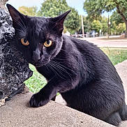 Fia joined the competition — help win amazing prizes! black_cat, cat, animal, pet, outdoor, sidewalk, stone, yellow_eyes, fur, whiskers, nature, urban, trees, curious, close_up, daylight, grass, street, background, portrait