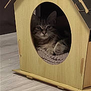 Jacky Boy participe au concours pour gagner de l'argent avec cette photo : cat, wooden_house, pet, indoor, floor, cozy, knitted_blanket, relaxing, animal, feline, cute, resting, home, domestic, fur, ears, face, quiet, peaceful, small_house