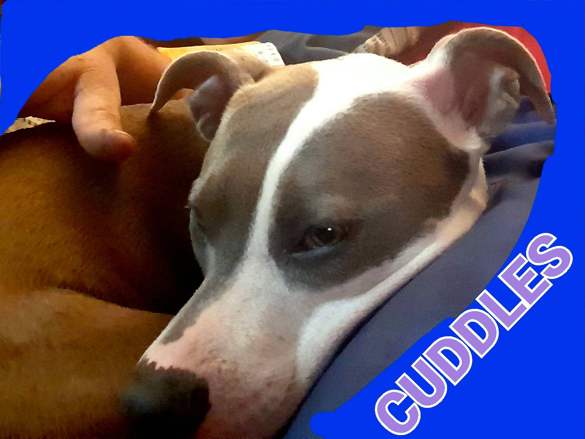 Gabby is registered to the contest to win money with this photo: canidae, carnivore, collar, comfort, companion_dog, dog, dog_breed, dog_supply, fawn, non_sporting_group, pet_supply, sporting_group, terrestrial_animal, whiskers, working_animal