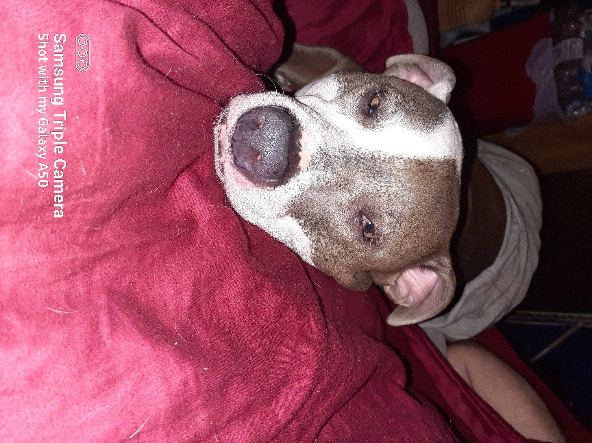 Gabby joined the competition — help win amazing prizes! canidae, carmine, carnivore, comfort, companion_dog, dog, dog_breed, dog_supply, ear, fawn, fur, grey, magenta, non_sporting_group, pink, snout, sporting_group, whiskers, working_animal