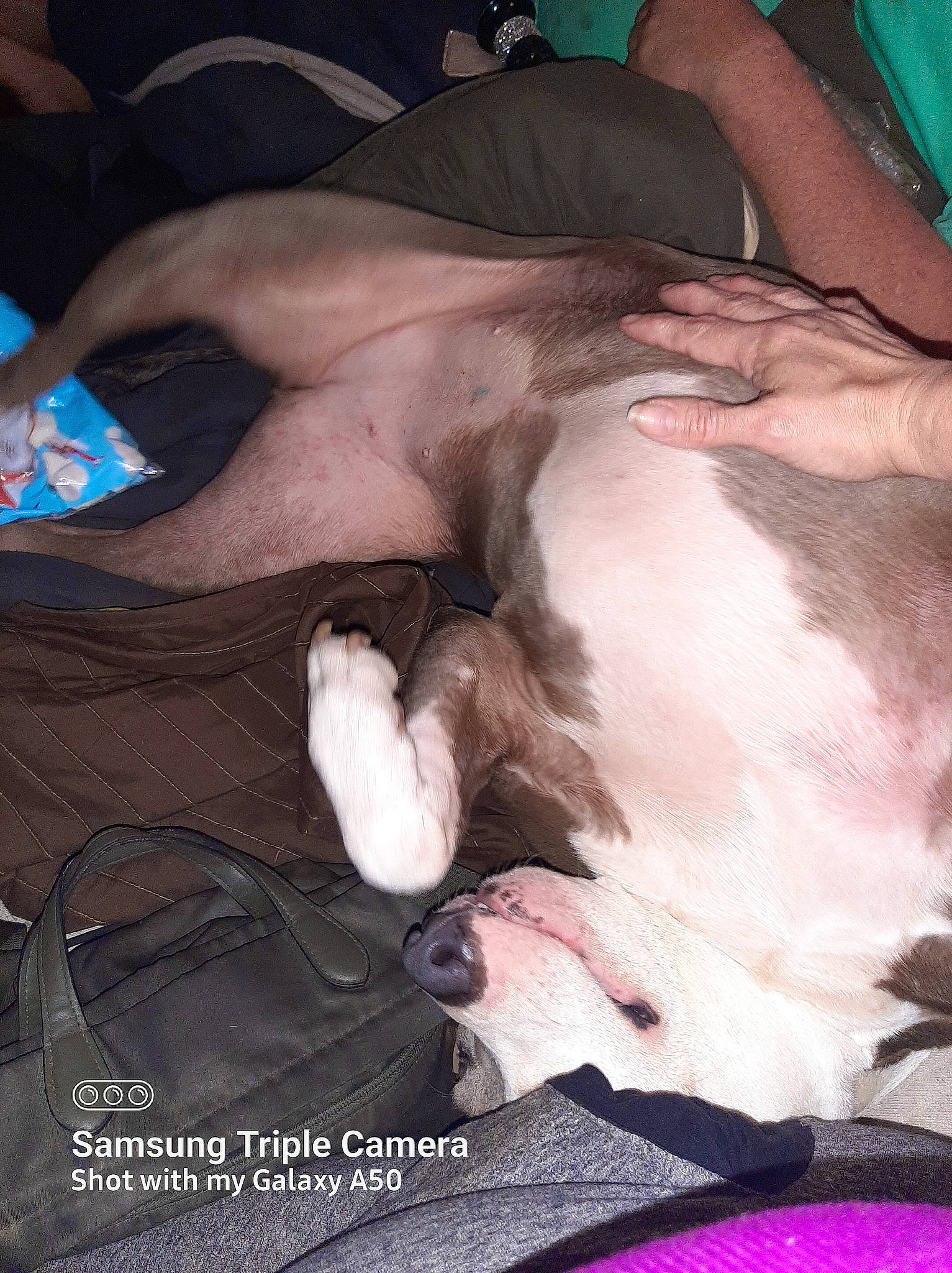 Gabby is registered to the contest to win money with this photo: canidae, carnivore, comfort, companion_dog, dog, dog_breed, fawn, flesh, fur, gesture, linens, magenta, nap, non_sporting_group, pink, snout, sporting_group, textile, whiskers, working_animal