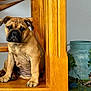 Albus a rejoint le concours — aidez-le/la à gagner de superbes lots ! animal, black_nose, brown, canister, child, curious, cute, decor, dog, fishing, floor, indoor, painting, pet, portrait, puppy, sitting, stairs, vintage, wood