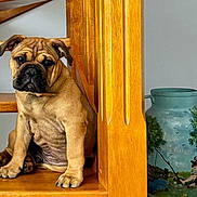Albus a rejoint le concours — aidez-le/la à gagner de superbes lots ! animal, black_nose, brown, canister, child, curious, cute, decor, dog, fishing, floor, indoor, painting, pet, portrait, puppy, sitting, stairs, vintage, wood