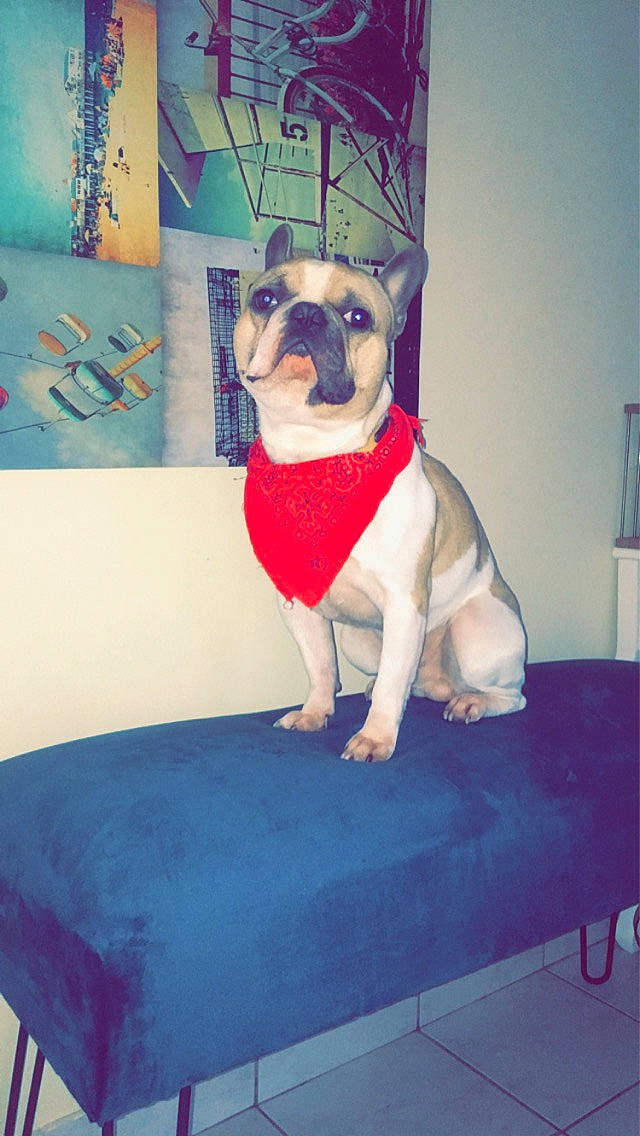 Maïko a rejoint le concours — aidez-le/la à gagner de superbes lots ! american_bulldog, boston_terrier, bulldog, canidae, carnivore, companion_dog, dog, dog_breed, dog_clothes, fawn, french_bulldog, non_sporting_group