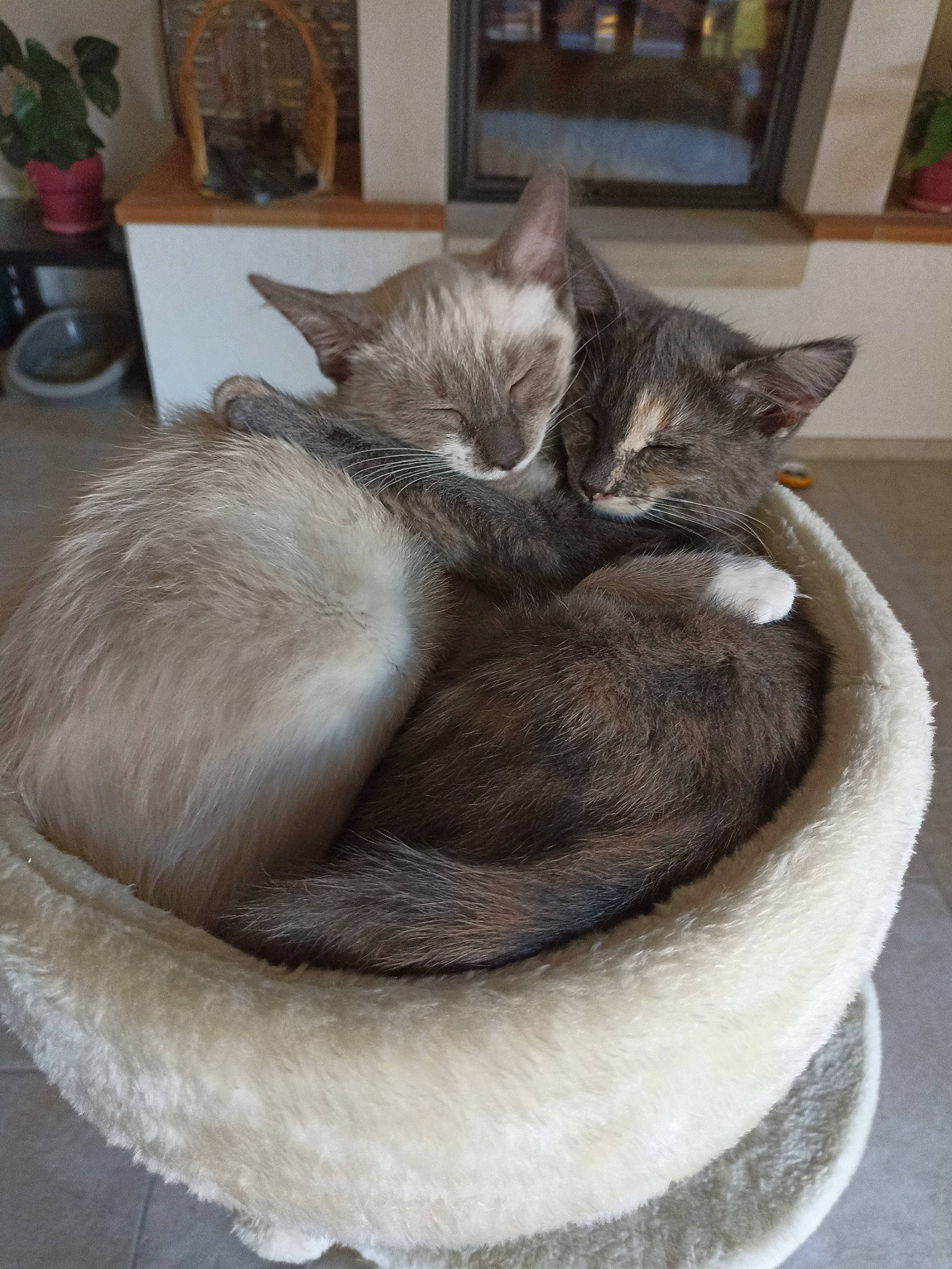 Uzi participe au concours pour gagner de l'argent avec cette photo : carnivore, cat, cat_bed, cat_supply, chartreux, comfort, domestic_short_haired_cat, fawn, felidae, fur, grey, houseplant, nap, picture_frame, sleep, small_to_medium_sized_cats, table, tail, whiskers, window