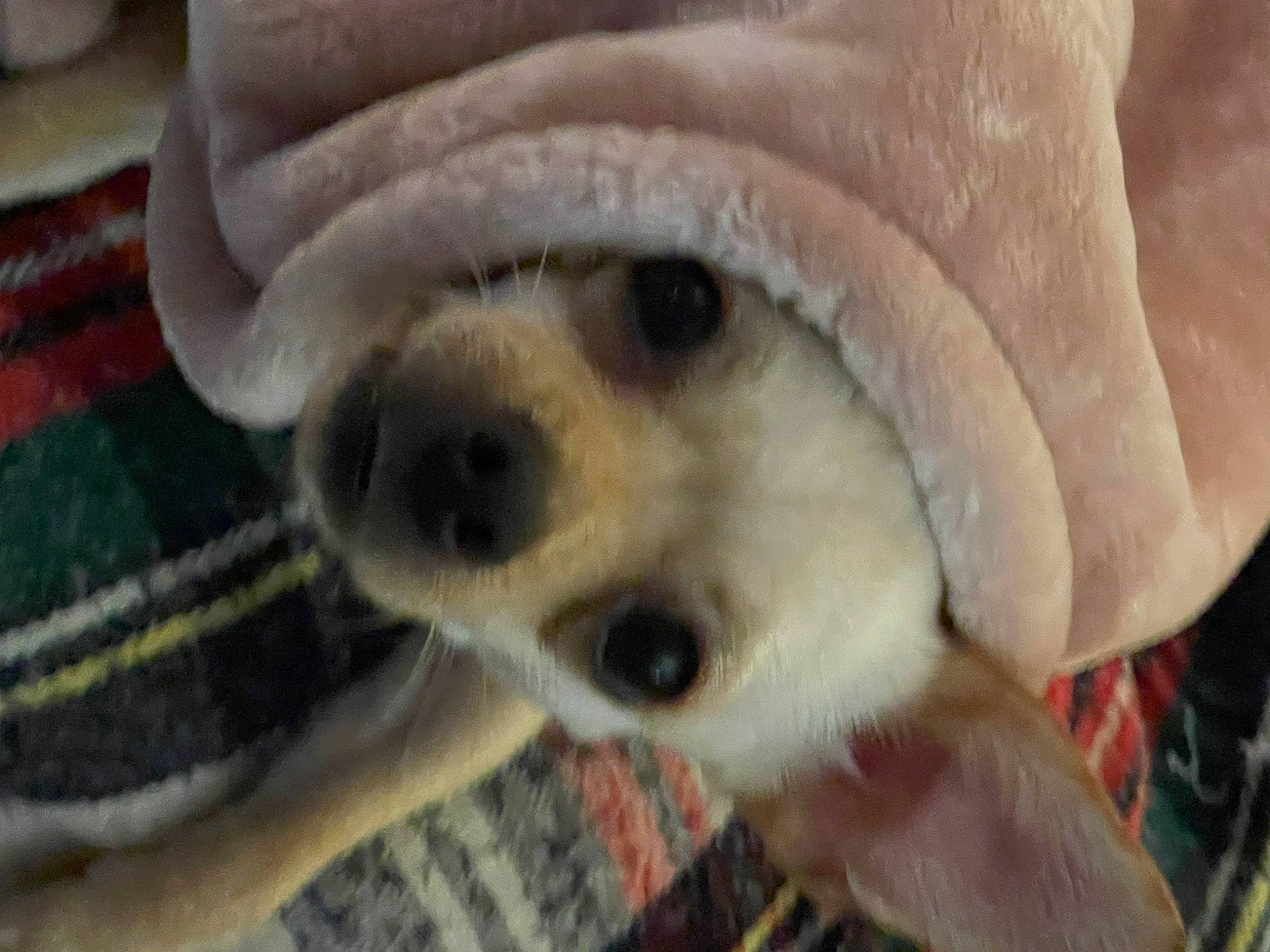 Olive joined the competition — help win amazing prizes! canidae, carnivore, claw, companion_dog, dog, dog_breed, fawn, fur, non_sporting_group, pattern, paw, plaid, puppy, snout, sporting_group, tartan, terrestrial_animal, whiskers, wildlife, working_animal