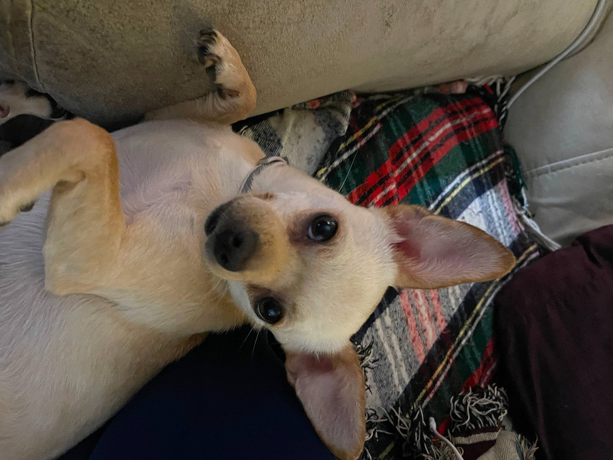 Olive is registered to the contest to win money with this photo: canidae, carnivore, comfort, companion_dog, dog, dog_breed, fawn, fur, non_sporting_group, paw, sporting_group, terrestrial_animal, whiskers, working_animal