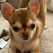 Joy a rejoint le concours — aidez-le/la à gagner de superbes lots ! dog, chihuahua, small_dog, pet, indoor, couch, stretching, tail, ears, fur, cute, animal, mammal, domestic, companion, brown, white, paw, face, nose