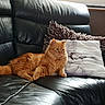 Marley participe au concours pour gagner de l'argent avec cette photo : bed, british_semi_longhair, carnivore, cat, chair, comfort, couch, european_shorthair, fawn, felidae, fur, furniture, leg, mammal, norwegian_forest_cat, room, small_to_medium_sized_cats, tabby_cat, tail, whiskers
