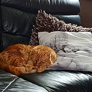 Marley a rejoint le concours — aidez-le/la à gagner de superbes lots ! bed, bed_sheet, bedding, bedroom, carnivore, cat, comfort, cushion, duvet, felidae, fur, furniture, linens, nap, pillow, room, sleep, small_to_medium_sized_cats, textile, whiskers