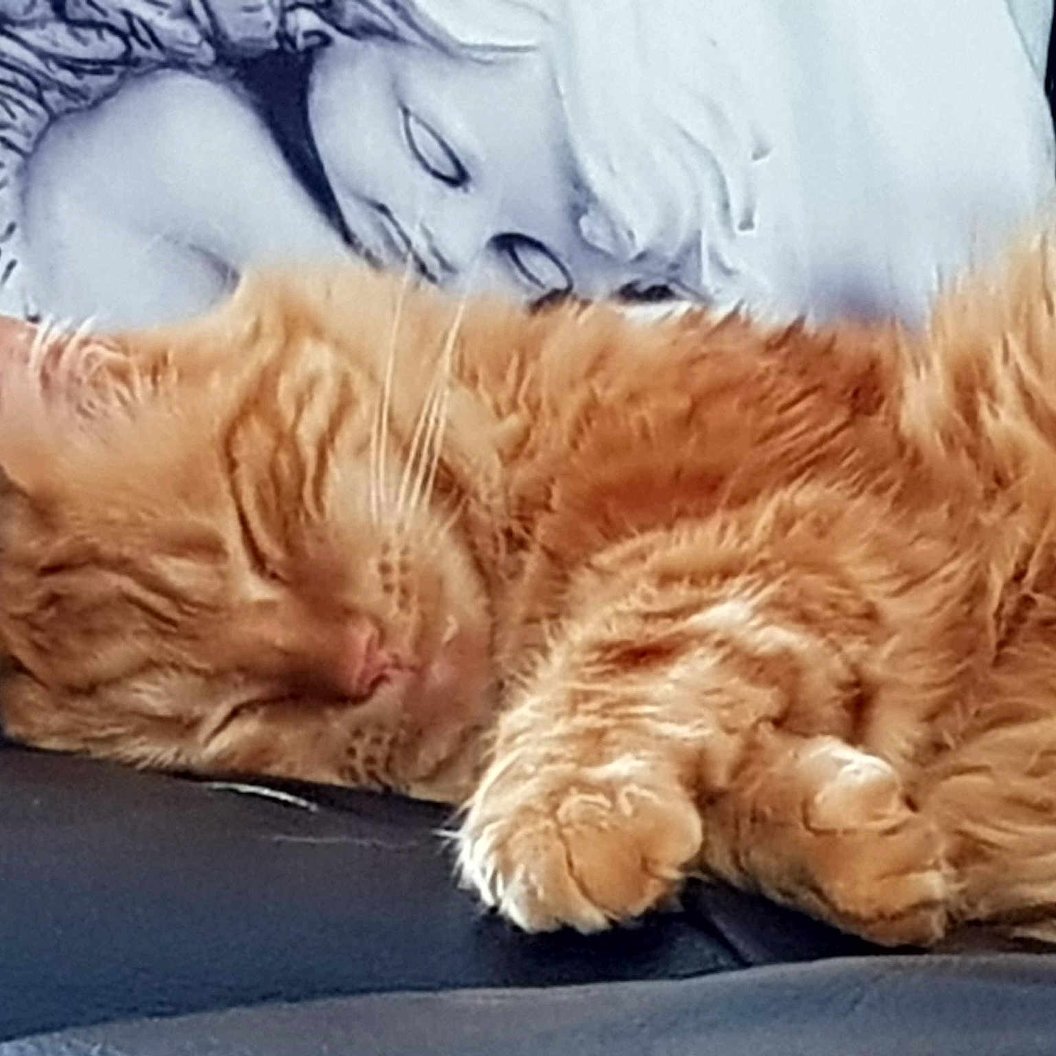 Marley a rejoint le concours — aidez-le/la à gagner de superbes lots ! carnivore, cat, domestic_long_haired_cat, ear, eye, fawn, felidae, fur, kitten, mammal, nap, norwegian_forest_cat, nose, paw, sleep, small_to_medium_sized_cats, snapshot, snout, tabby_cat, whiskers