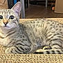 Chloe is registered to the contest to win money with this photo: animal, box, cat, closeup, curious, domestic, ears, feline, floor, fur, indoor, lounging, pet, resting, scratch_pad, tabby, tail, whiskers, wide_eyes, wood_floor