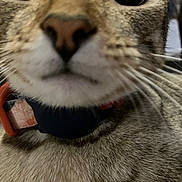 Chloe is registered to the contest to win money with this photo: animal, cat, close_up, closeup, collar, curious, cute, detail, domestic_cat, eyes, face, feline, fur, indoor, muzzle, nose, pet, portrait, tabby, whiskers