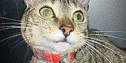 Chloe is registered to the contest to win money with this photo: alert, animal, cat, close_up, collar, curious, domestic_cat, ears, face, feline, fur, green_eyes, indoor, looking_away, pet, portrait, striped, tabby, whiskers, young_cat