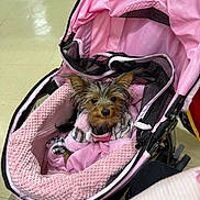 Penelope is registered to the contest to win money with this photo: animal, blanket, blanket_texture, clothing, cozy, curious, cute, dog, ears, fabric, face, floor, fur, indoor, mesh, pet, pink, resting, small_dog, stroller