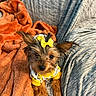 Penelope joined the competition — help win amazing prizes! alert, animal, companion, cozy, cute, dog, domestic_animal, fur, gray_couch, indoors, looking_at_camera, orange_blanket, pet, portrait, sitting, small_dog, soft_texture, yellow_bow, yellow_sweater, yorkshire_terrier