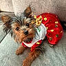 Penelope joined the competition — help win amazing prizes! adorable, animal, companion, costume, couch, cute, dog, ears, face, fur, furry, gold_polka_dots, indoor, looking_up, pet, puppy, red_dress, sitting, small_dog, yorkshire_terrier