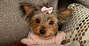 Penelope is registered to the contest to win money with this photo: adorable, animal, black_nose, bow, brown_fur, cozy, cushion, cute, dog, ears, face, fur, indoors, pet, pink_bow, portrait, resting, small_dog, sofa, yorkshire_terrier