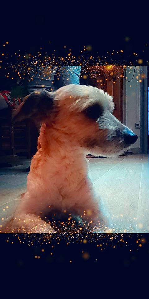 Paco participe au concours pour gagner de l'argent avec cette photo : canidae, carnivore, companion_dog, dog, dog_breed, irish_soft_coated_wheaten_terrier, mammal, rare_breed_dog, sealyham_terrier, sporting_group, west_highland_white_terrier