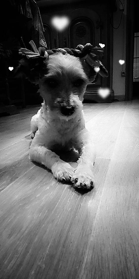 Paco participe au concours pour gagner de l'argent avec cette photo : black_and_white, canidae, carnivore, companion_dog, dog, dog_breed, monochrome, puppy, schnauzer, schnoodle, sealyham_terrier, snout, sporting_group, toy_dog, white