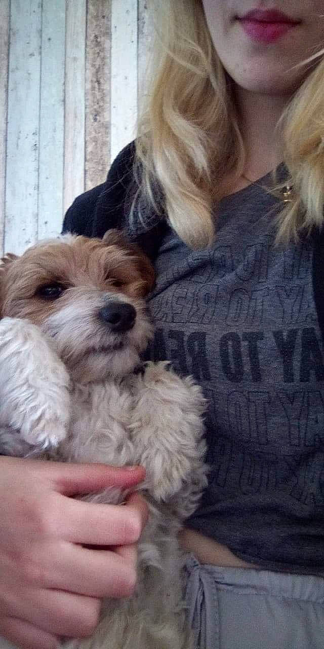 Paco participe au concours pour gagner de l'argent avec cette photo : canidae, carnivore, cavachon, cavapoo, cockapoo, companion_dog, dog, dog_breed, dutch_smoushond, maltepoo, mammal, morkie, poodle_crossbreed, puppy, puppy_love, schnoodle, snout, sporting_lucas_terrier, terrier, vertebrate