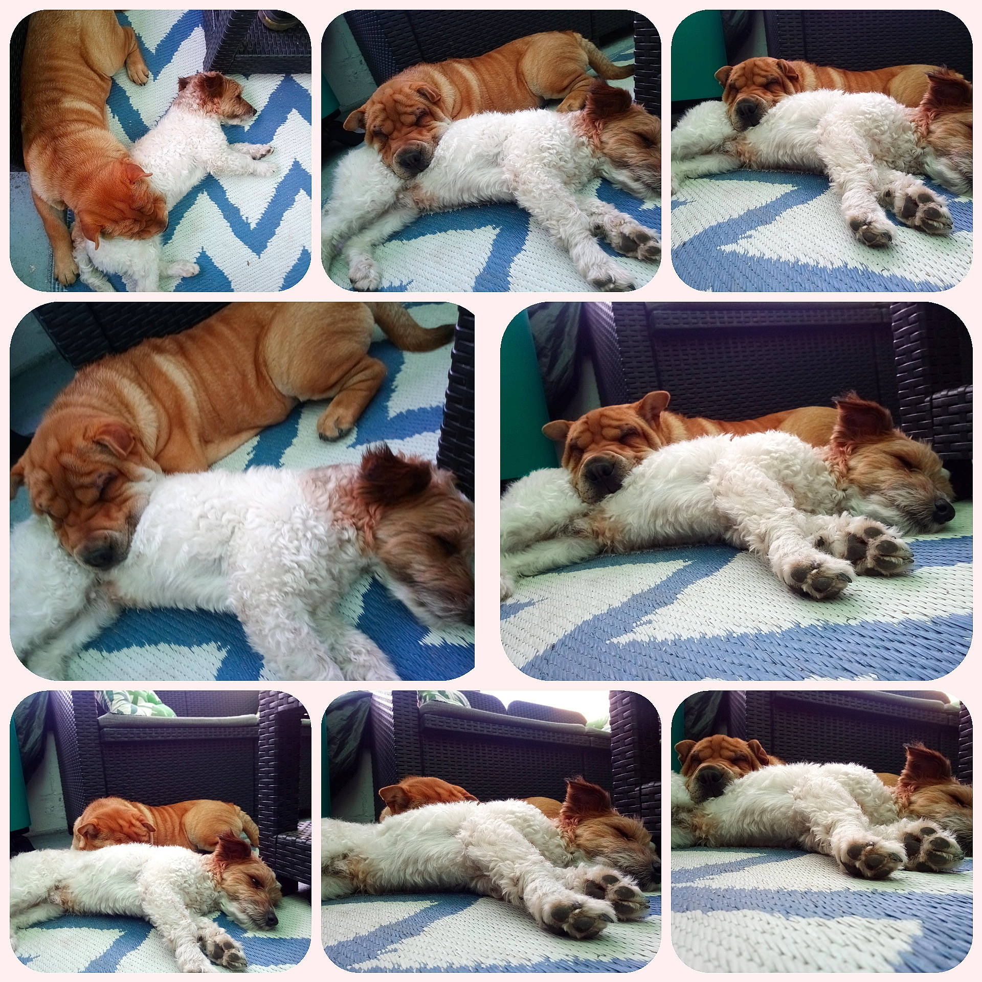 Bruce Et Paco participe au concours pour gagner de l'argent avec cette photo : brittany, canidae, carnivore, collage, companion_dog, dog, dog_breed, jack_russell_terrier, kromfohrlander, mammal, puppy, puppy_love, sporting_group, vertebrate