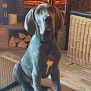Poco-Blu joined the competition — help win amazing prizes! animal, basket, collar, cozy, cute, dog, ears, fire, fireplace, great_dane, home, indoor, mammal, pet, puppy, rug, sitting, warm, wood, wood_floor