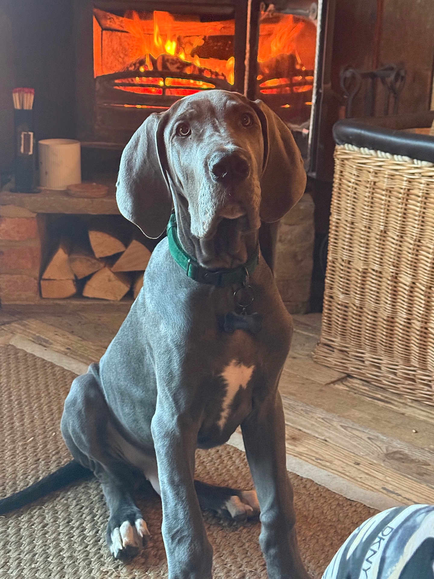 Poco-Blu joined the competition — help win amazing prizes! animal, basket, collar, cozy, cute, dog, ears, fire, fireplace, great_dane, home, indoor, mammal, pet, puppy, rug, sitting, warm, wood, wood_floor