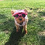 accessory, animal, canine, cute, daylight, dog, fur, grass, outdoor, pet_clothing, pink, playful, shadow, small_dog, standing, summer, sunglasses, sunny, visor, yard