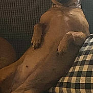 Macy is registered to the contest to win money with this photo: animal, brown_dog, canine, checkered_pillow, companion, couch, cozy, cute, dog, domestic_animal, ears, fur, furniture, home, indoor, lounge, pet, relaxed, resting, seated