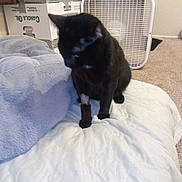 Chief is registered to the contest to win money with this photo: animal, black_cat, blanket, box_fan, cardboard_boxes, carpet, cat, cozy, domestic, feline, fur, home, indoor, pet, plush_blanket, quiet, quiet_moment, quilt, resting, sitting