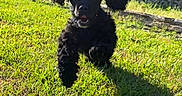 Tallulah joined the competition — help win amazing prizes! animal, black_dog, brick_wall, daylight, dog, ears, garden_bed, grass, greenery, happy, jumping, mouth_open, nature, outdoor, pet, playful, puppy, running, shadow, sunlight