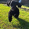 animal, black_dog, brick_wall, daylight, dog, ears, garden_bed, grass, greenery, happy, jumping, mouth_open, nature, outdoor, pet, playful, puppy, running, shadow, sunlight