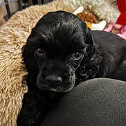 Tallulah is registered to the contest to win money with this photo: adorable, animal, black_dog, close_up, companion, cozy, curious, cushion, cute, fluffy, fur, indoor, looking_up, pet, puppy, resting, sleepy, soft_texture, stuffed_toy, young_dog