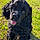 Tallulah